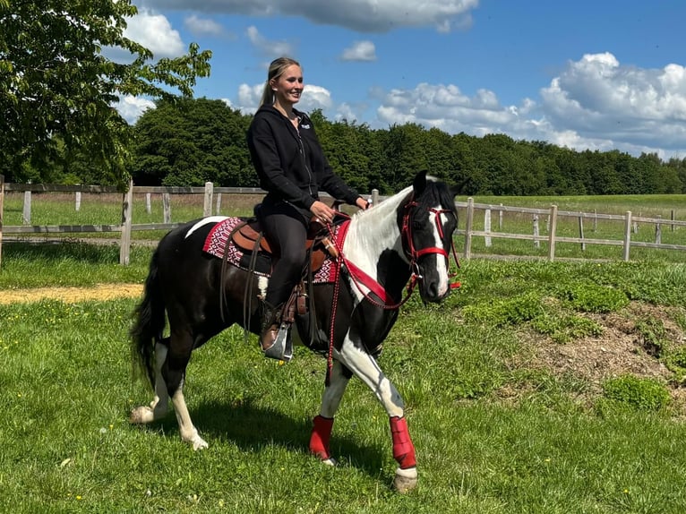 Pintos Wallach 4 Jahre 152 cm Schecke in Linkenbach