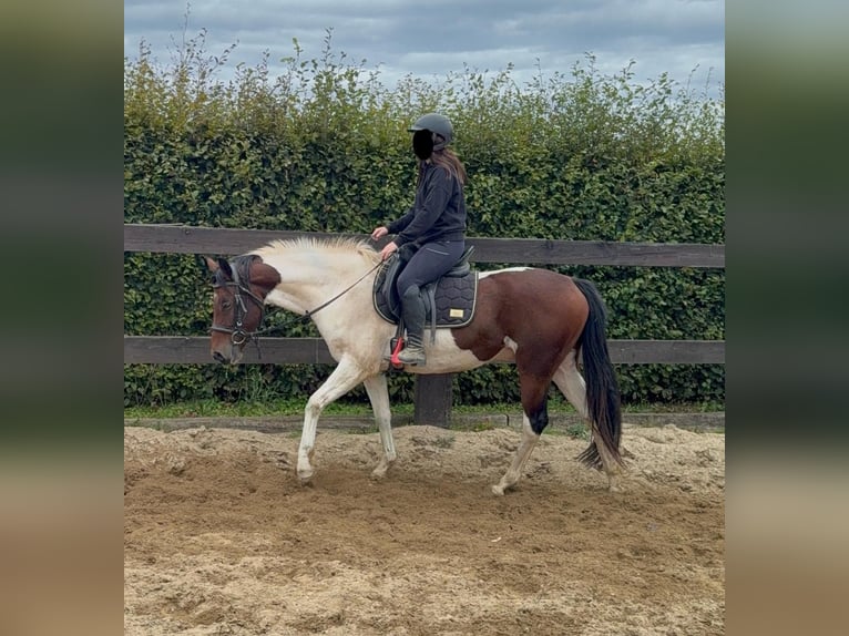 Pintos Wallach 4 Jahre 154 cm Schecke in Daleiden