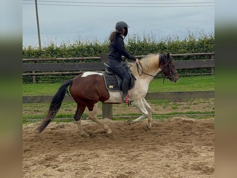 Pintos Wallach 4 Jahre 154 cm Schecke in Daleiden