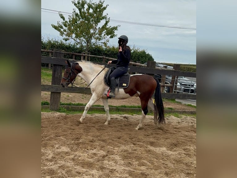 Pintos Wallach 4 Jahre 154 cm Schecke in Daleiden