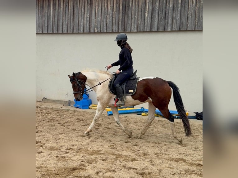 Pintos Wallach 4 Jahre 154 cm Schecke in Daleiden