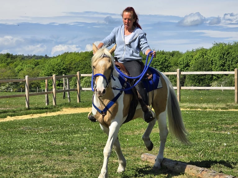Pintos Wallach 4 Jahre 154 cm Schecke in Linkenbach