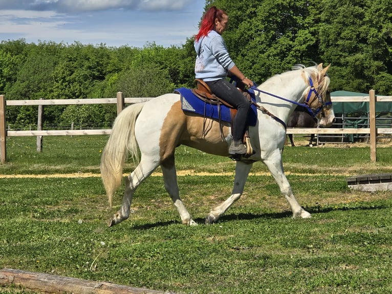 Pintos Wallach 4 Jahre 154 cm Schecke in Linkenbach