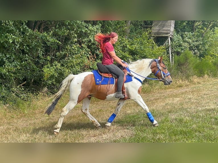 Pintos Wallach 4 Jahre 155 cm Schecke in Linkenbach