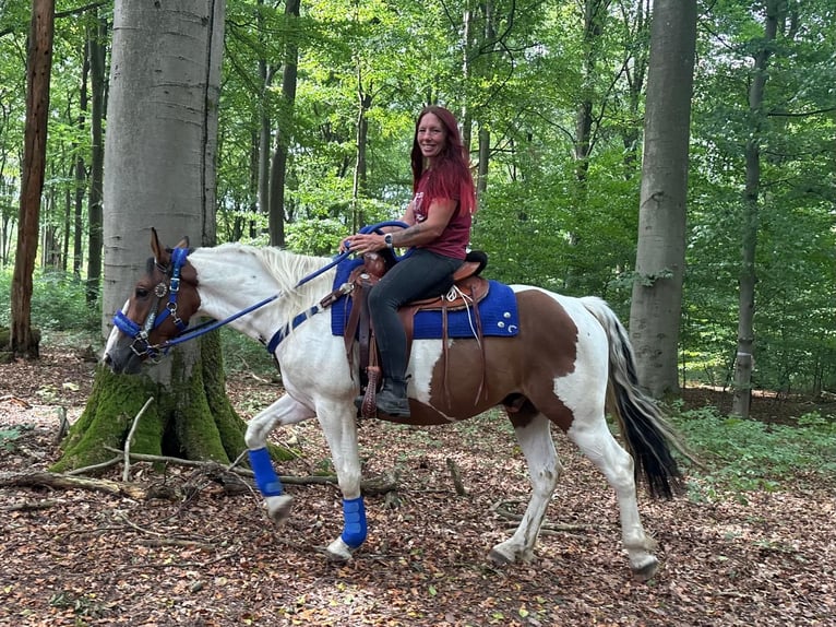 Pintos Wallach 4 Jahre 155 cm Schecke in Linkenbach
