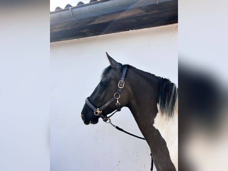 Pintos Wallach 4 Jahre 156 cm Schecke in St.Margarethen/Ry