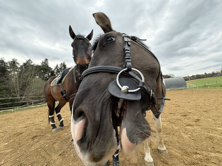 Pintos Wallach 4 Jahre 156 cm Schecke in St.Margarethen/Ry