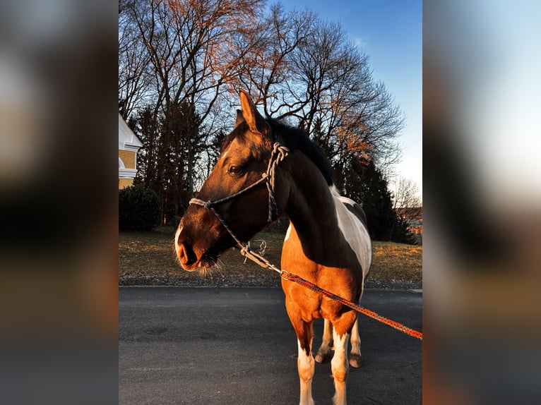 Pintos Wallach 4 Jahre 156 cm Schecke in St.Margarethen/Ry