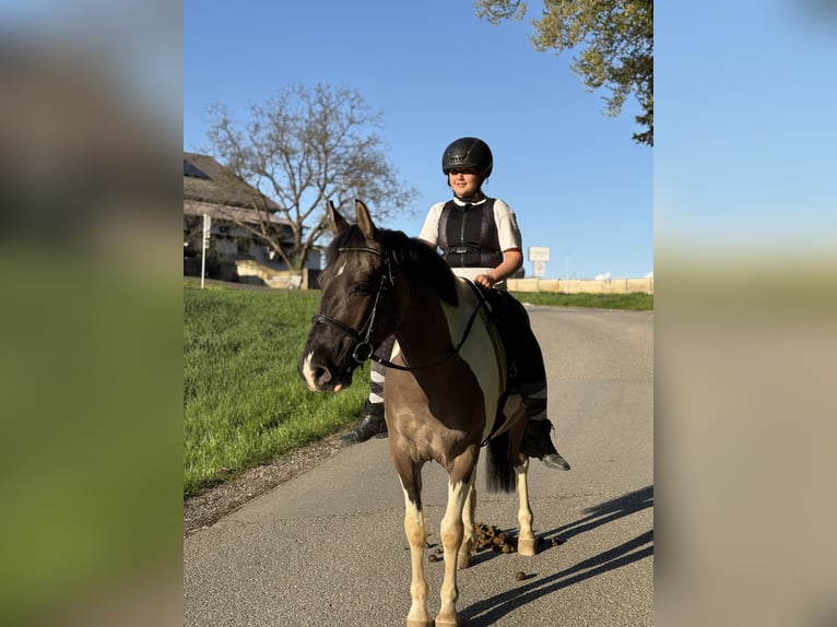 Pintos Wallach 4 Jahre 156 cm Schecke in St.Margarethen/Ry