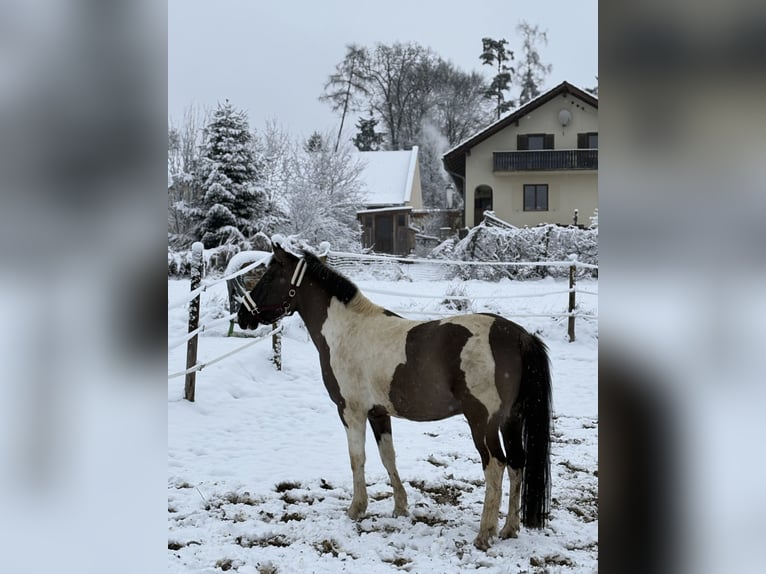 Pintos Wallach 4 Jahre 156 cm Schecke in St.Margarethen/Ry