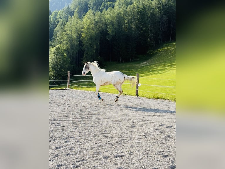 Pintos Mix Wallach 4 Jahre 156 cm Schecke in Vorderstoder