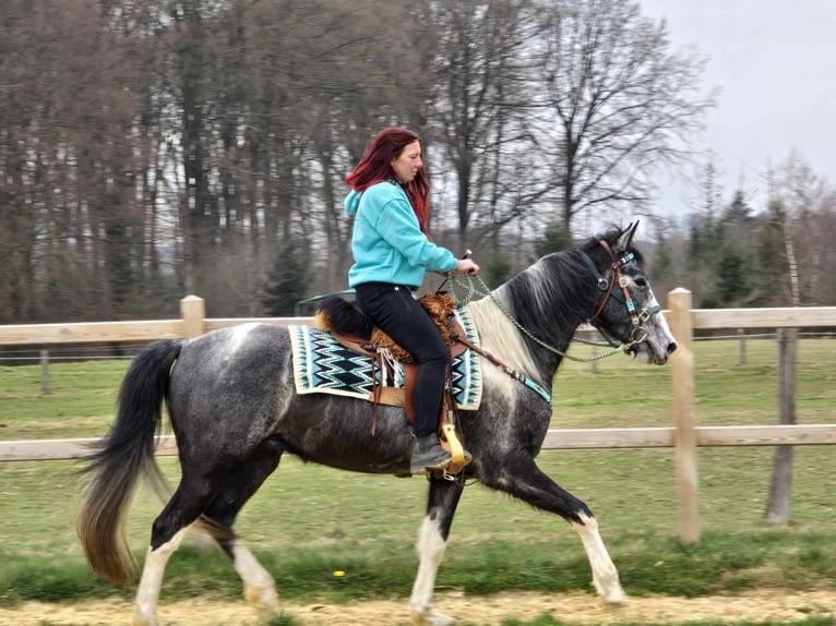 Pintos Wallach 4 Jahre 157 cm Schecke in Linkenbach