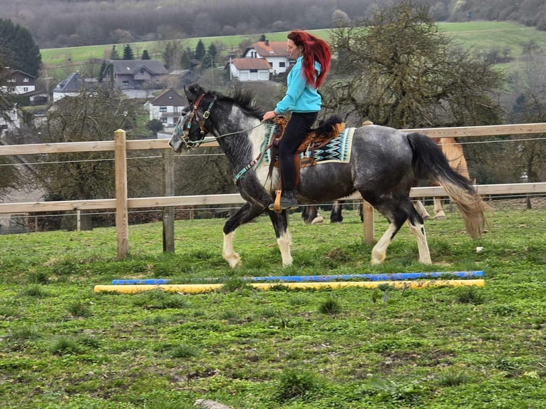 Pintos Wallach 4 Jahre 157 cm Schecke in Linkenbach