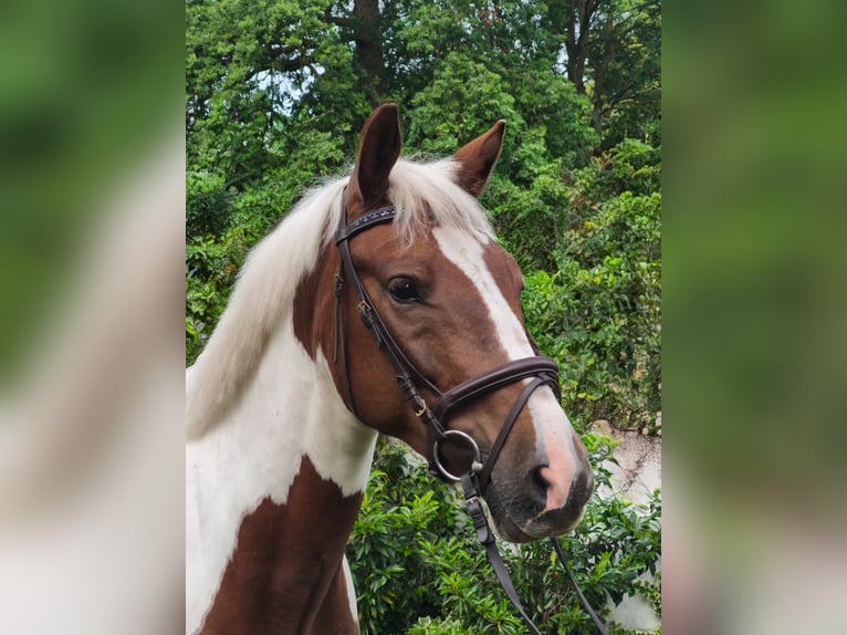 Pintos Wallach 4 Jahre 158 cm Schecke in Calberlah