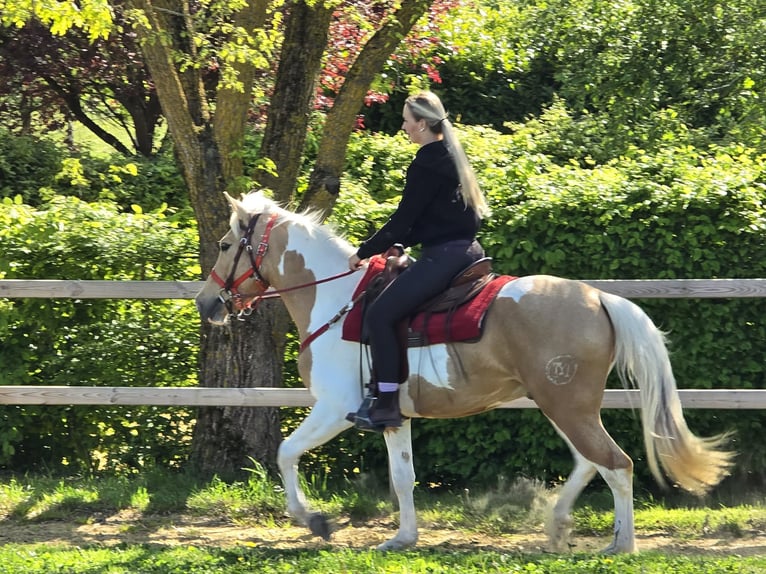 Pintos Wallach 4 Jahre 158 cm Schecke in Linkenbach
