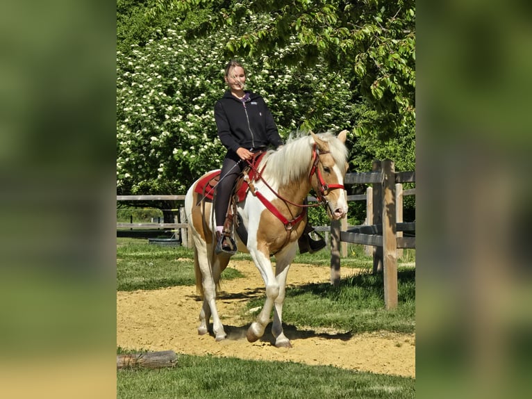 Pintos Wallach 4 Jahre 158 cm Schecke in Linkenbach