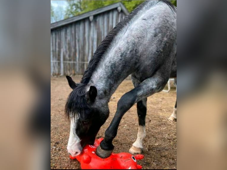 Pintos Mix Wallach 4 Jahre 158 cm Schecke in Nidda