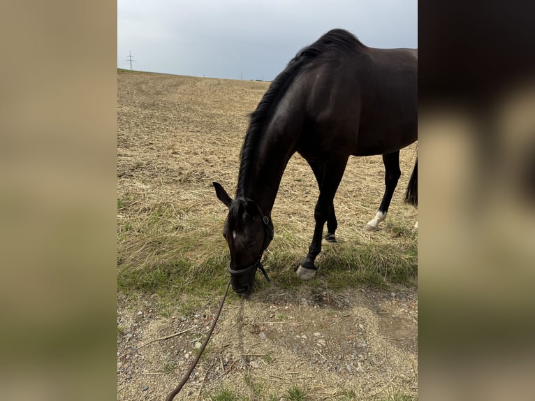 Pintos Mix Wallach 4 Jahre 165 cm Rappe in Zwönitz
