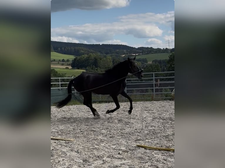 Pintos Mix Wallach 4 Jahre 165 cm Rappe in Zwönitz