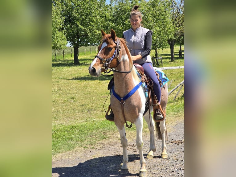 Pintos Wallach 5 Jahre 144 cm Schecke in Linkenbach