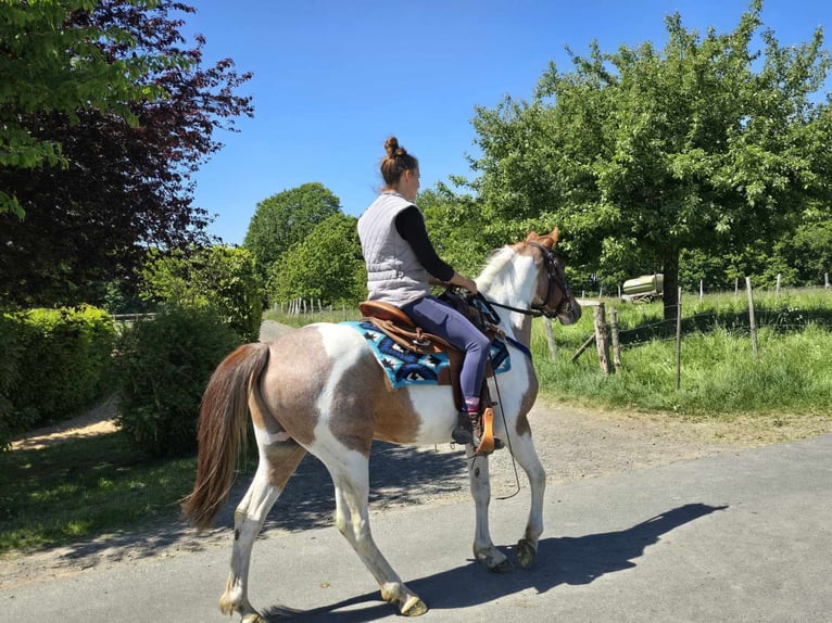 Pintos Wallach 5 Jahre 144 cm Schecke in Linkenbach
