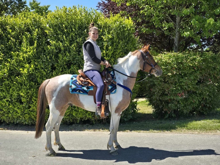 Pintos Wallach 5 Jahre 144 cm Schecke in Linkenbach