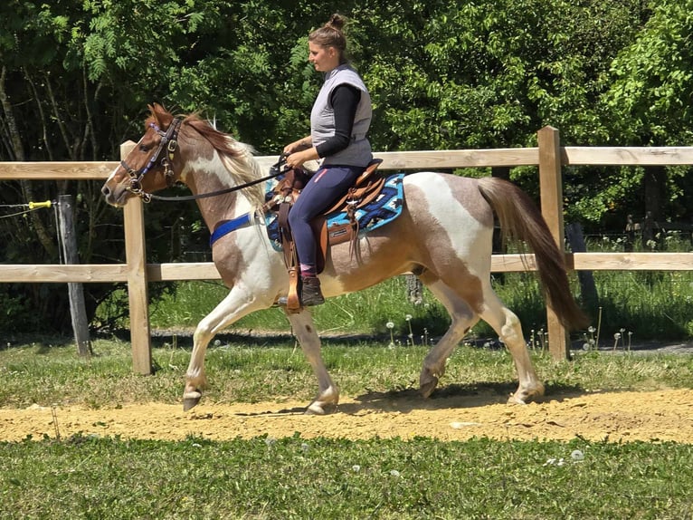 Pintos Wallach 5 Jahre 144 cm Schecke in Linkenbach
