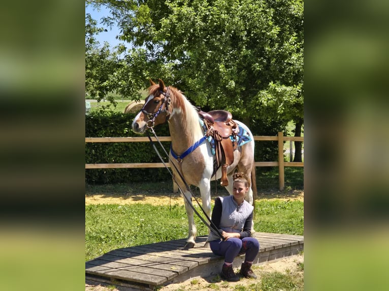Pintos Wallach 5 Jahre 144 cm Schecke in Linkenbach