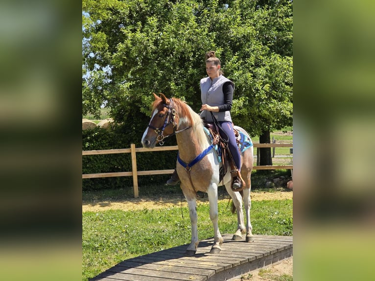 Pintos Wallach 5 Jahre 144 cm Schecke in Linkenbach