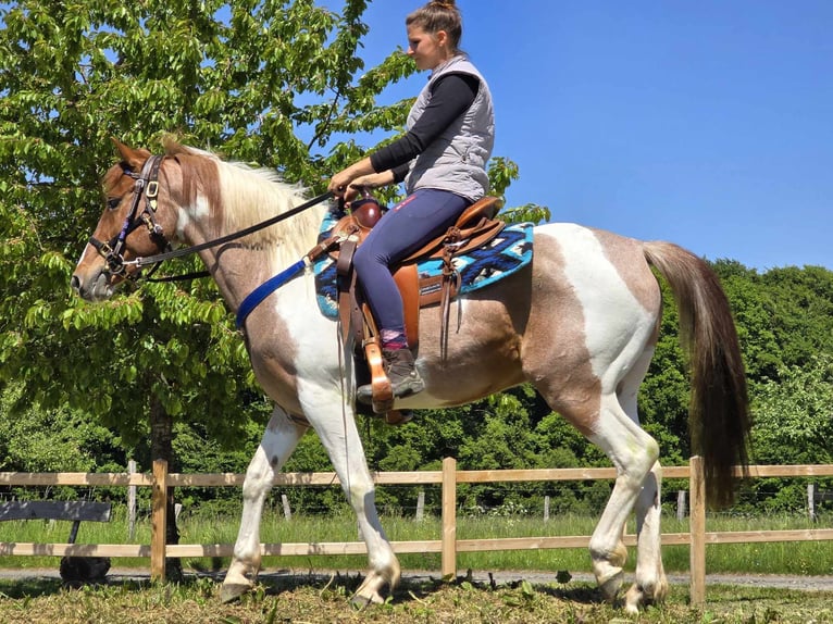 Pintos Wallach 5 Jahre 144 cm Schecke in Linkenbach