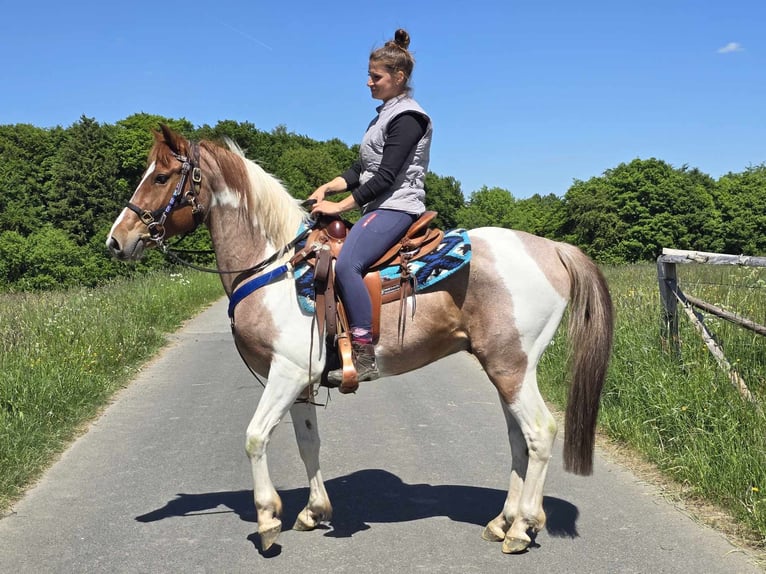 Pintos Wallach 5 Jahre 144 cm Schecke in Linkenbach