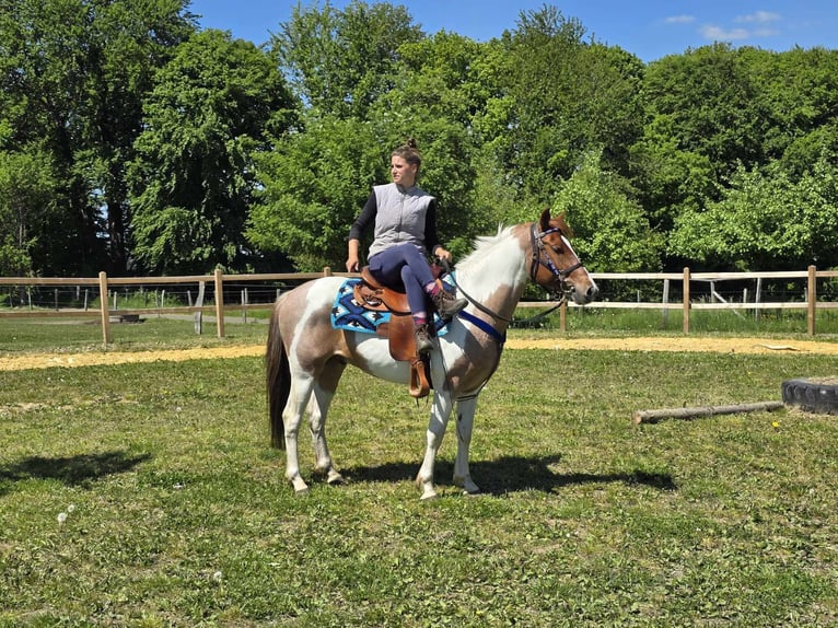 Pintos Wallach 5 Jahre 144 cm Schecke in Linkenbach