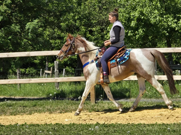 Pintos Wallach 5 Jahre 144 cm Schecke in Linkenbach
