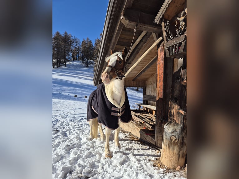 Pintos Wallach 5 Jahre 145 cm Schecke in Bozen