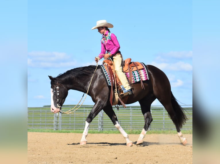 Pintos Wallach 5 Jahre 152 cm Rappe in Joice
