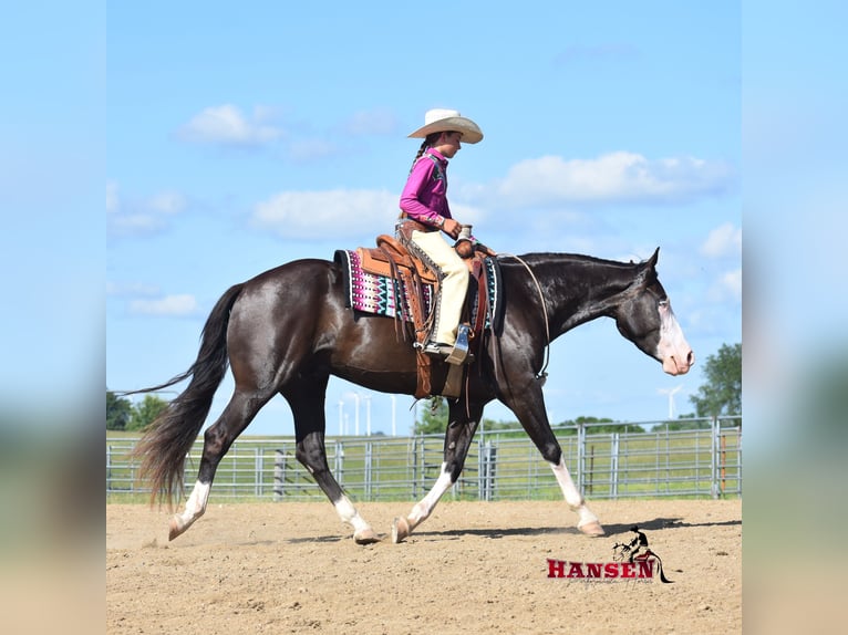 Pintos Wallach 5 Jahre 152 cm Rappe in Joice