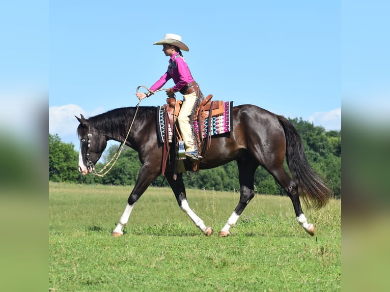 Pintos Wallach 5 Jahre 152 cm Rappe in Joice