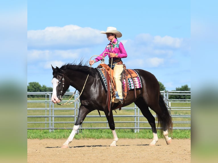 Pintos Wallach 5 Jahre 152 cm Rappe in Joice