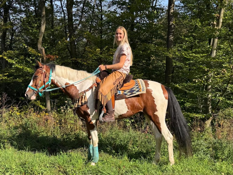 Pintos Wallach 5 Jahre 160 cm Schecke in Linkenbach