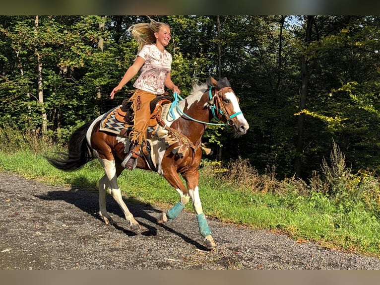 Pintos Wallach 5 Jahre 160 cm Schecke in Linkenbach
