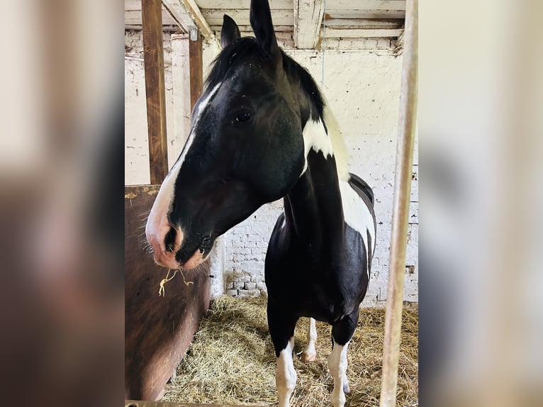 Pintos Mix Wallach 6 Jahre 160 cm Schecke in Nordhausen