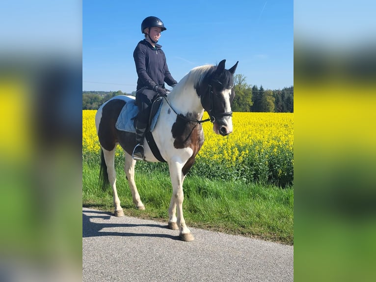 Pintos Wallach 7 Jahre 154 cm Schecke in Hebertsfelden