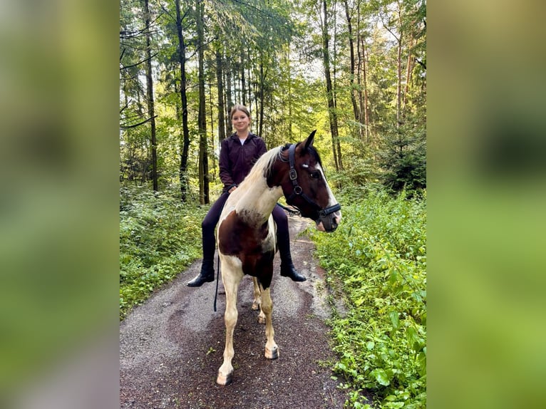 Pintos Wallach 7 Jahre 154 cm Schecke in Hebertsfelden