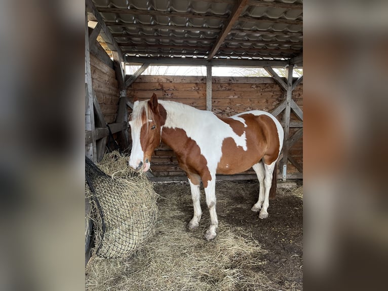 Pintos Wallach 7 Jahre 155 cm Fuchs in Seevetal