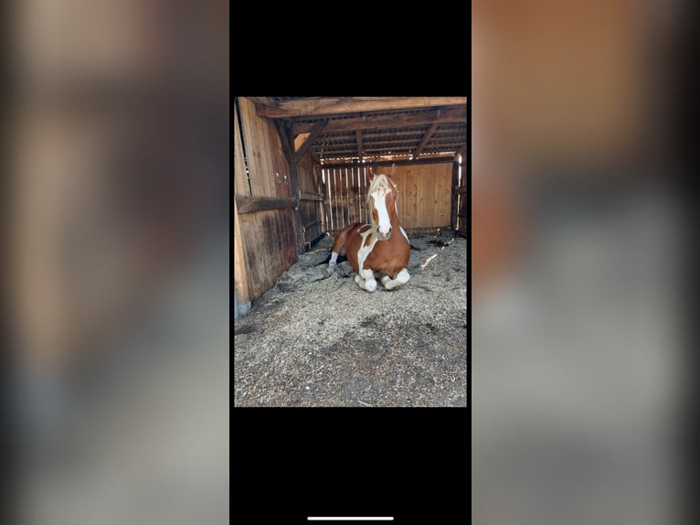 Pintos Wallach 7 Jahre 155 cm Fuchs in Seevetal