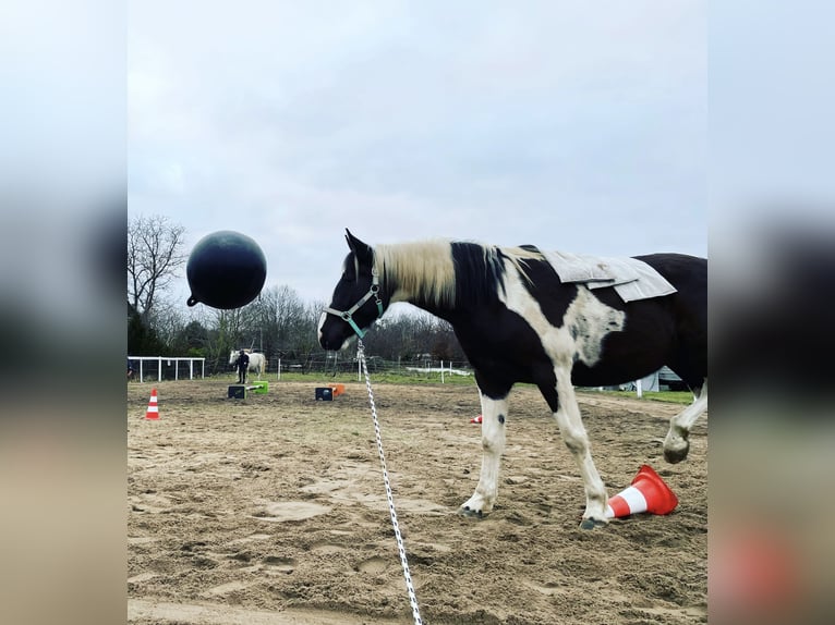 Pintos Wallach 7 Jahre 165 cm Schecke in Oebisfelde