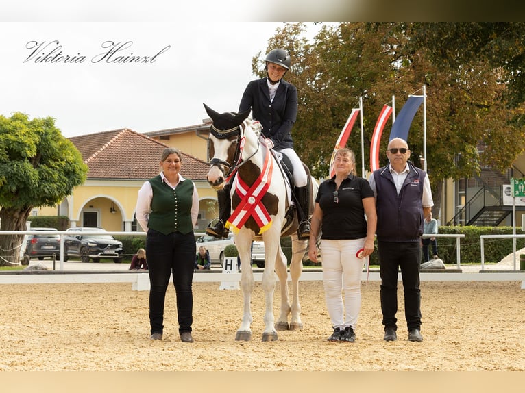 Pintos Wallach 7 Jahre 170 cm Schecke in St Marein bei Graz