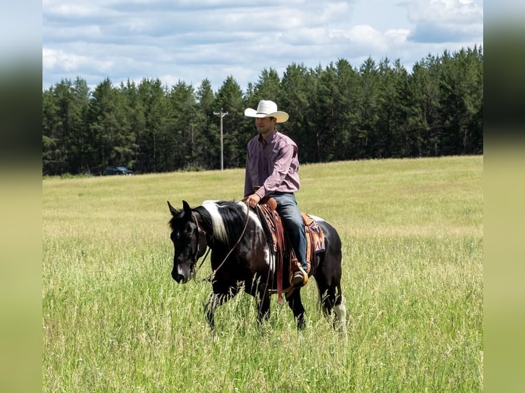 Pintos Wallach 7 Jahre Tobiano-alle-Farben in Nevis, MN