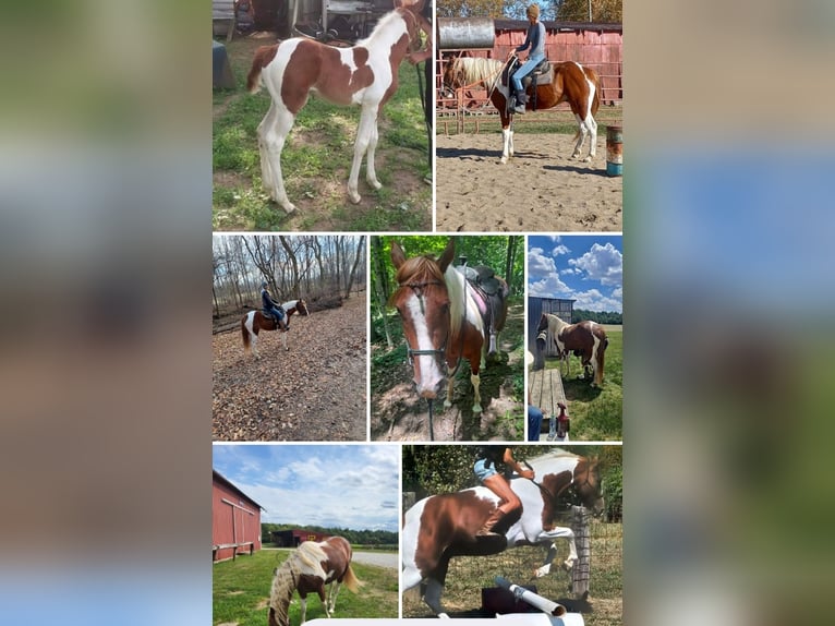 Pintos Mix Wallach 8 Jahre 152 cm Dunkelfuchs in Lagro, IN