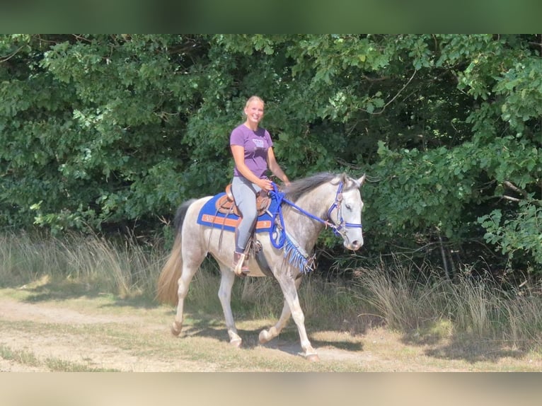 Pintos Wallach 8 Jahre 152 cm Schecke in Linkenbach